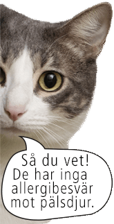 katt som tittar